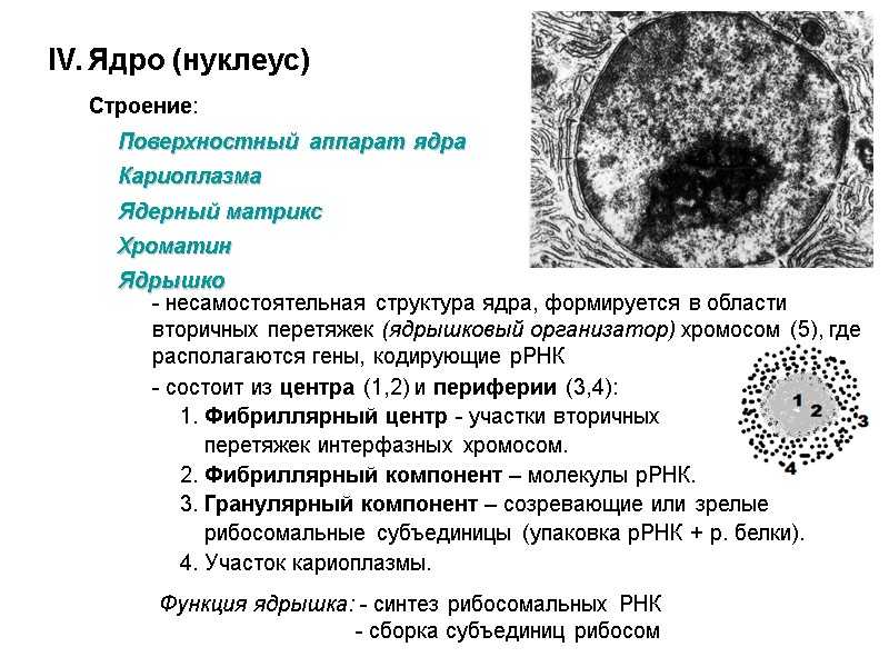 IV. Ядро (нуклеус)  Строение:  Поверхностный аппарат ядра  Кариоплазма Ядерный матрикс 